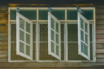 Pigeons on old wooden window of the former wooden house.