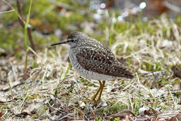 Tringa glareola. Wood sandpiper close-up on a spring day in the North of Western Siberia