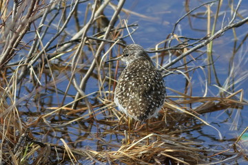 Tringa glareola. Wood sandpiper rests on the shore on a Sunny spring day in the North of Western Siberia