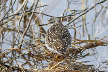 Tringa glareola. Wood sandpiper resting on the shore in the North of Western Siberia