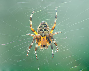 European Garden Spider in the web