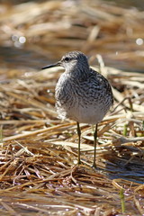 Tringa glareola. Wood sandpiper in the North of Western Siberia