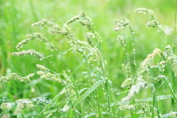 water drops on green leaf