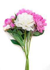Obraz na płótnie Canvas Bouquet of pink and white peonies on a white background. Young fresh plants. isolated