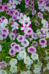  petunia surfinia