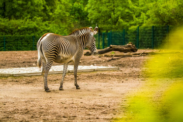 16.05.2019. Berlin, Germany. In the zoo Tiagarden the family of a zebra walks. Wild animals, horses. Eat a grass.