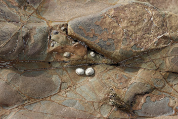 Limpets on Shore Rocks