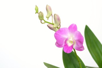 Orchid, thai flower on white background