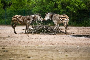 Fototapeta na wymiar 16.05.2019. Berlin, Germany. In the zoo Tiagarden the family of a zebra walks. Wild animals, horses. Eat a grass.