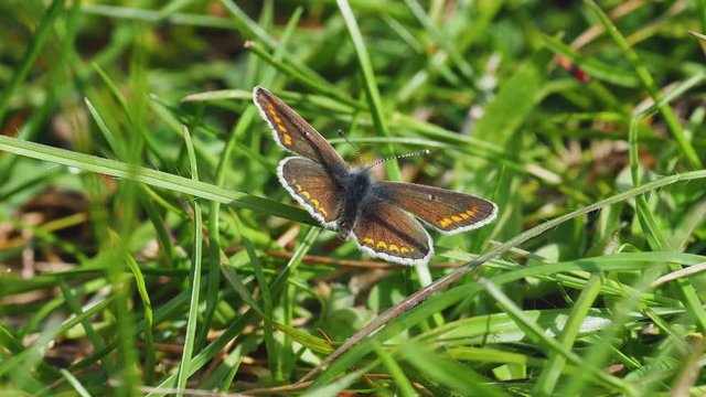 Brown Argus ( Aricia agestis ) resting on grass