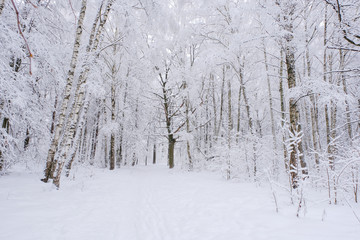 Snow-covered, winter, birch forest. After the snowfall.
