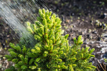 Sprinkling with water small fir-tree with green spruce needles and young light buds in the garden in summer