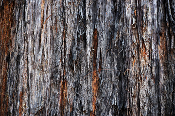 Tree Bark Skin 7