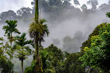 Morning in tropical jungle