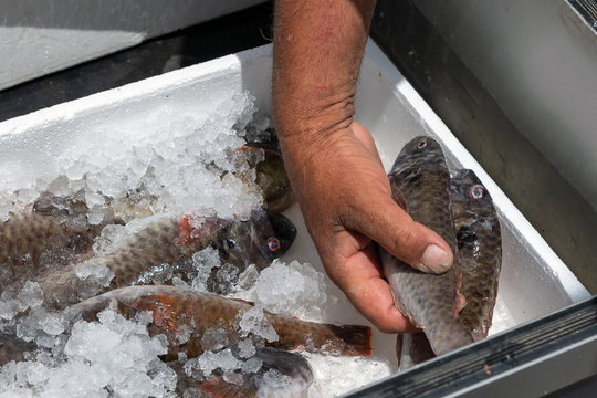 Fototapeta Fisherman selling fish on the street in Greece.