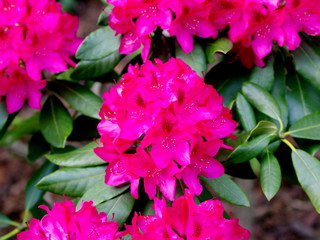 Pink flower in the garden