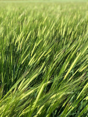 Fototapeta na wymiar closeup of wheat crop in a field