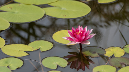 Pink water lily in a pond