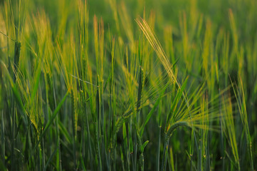 Young wheat