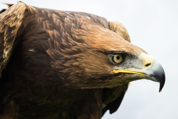 Golden Eagle Head Eye Beak Close Up 