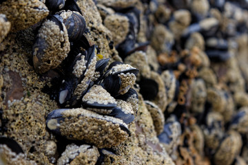 Mussels on Shore Rock with Barnacles