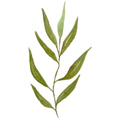branch with green leaves