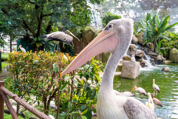 Pelican Bird Park Kuala Lumpur. Close-up