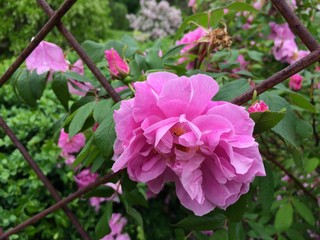 pink flowers in the garden