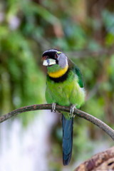 Fire Tufted Barbet (Psilopogon pyrolophus)  a green tropical bird native to Sumatra and the Malaysian Peninsula showing off its beautiful green feathers and bright colours on a branch in the forest.