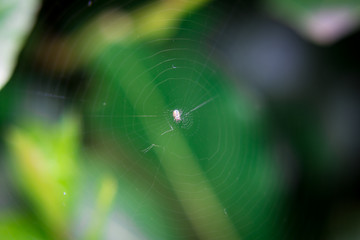 spider on a web