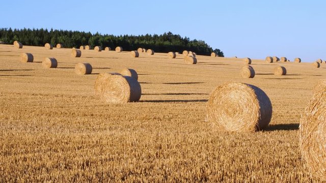 Hay bales on the field after harvest. Agricultural field. Hay bales in golden field landscape.