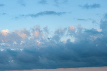 Naklejka na ściany i meble Flying seagull lonely silhouette in cloudy sky above calm sea in violet dusk evening with blue and lilac clouds in clear light blue sky. Amazing summer cloudscape with fluffy clouds. Freedom concep 