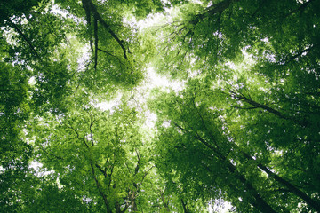 Bottom view on the crown of beech trees. Spring fresh forest