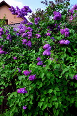 Obraz premium Beautiful lilac bush grows near private housing.