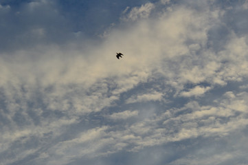 flying in the sky