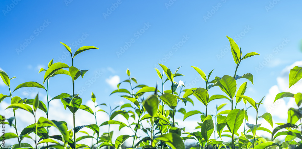 Poster green tea, tea tree, tea leaves, assam tea, fresh green and bright sky