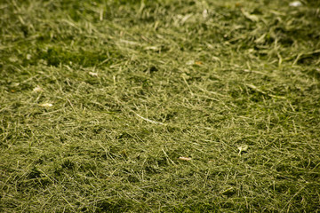 Background of green cut grass