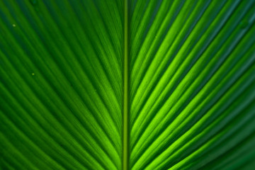 Obraz premium Leaf detail Dark leaves Leaf pattern In nature 