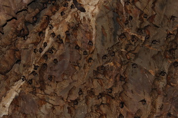 Group of bats in the cave wait for leaving 