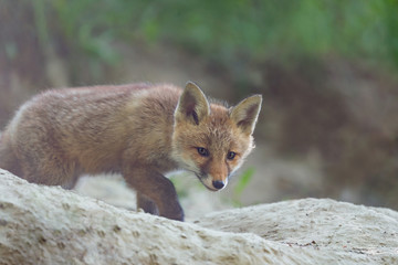 Portrait of Red fox (Vulpes vulpes)