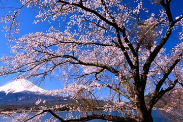 富士山と河口湖の桜