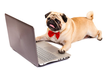dog pug with laptop. smart dog with a bow tie. isolate on white background. dog-scientist