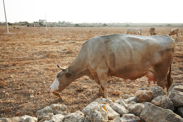Brown cows in dry field. Favignana Island. Sicily, Italy
