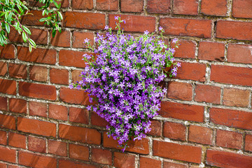 Purple flowers growing on a red brick wall