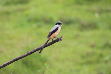 Kerala birds by sriram.v.r