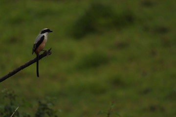 Fototapeta premium Kerala birds by sriram.v.r
