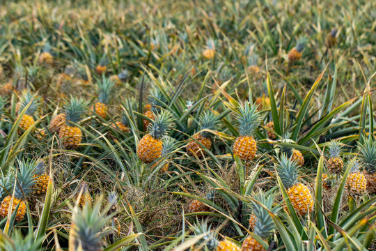 Baby pineapples growing in the field. Ready to be picked and eaten