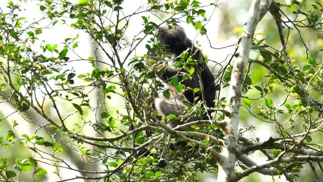 Dusky leaf monkeys or Dusky Langur eating leaves in the rain forest , Thailand., Lockdown.
