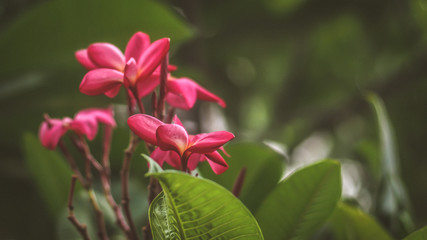 Obraz na płótnie Canvas Tropical flowers frangipani (Plumeria) . Beautiful red Plumeria rubra flower