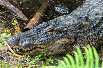American alligator (Alligator mississippiensis) head closeup, lying in pond, captive animal - Florida, USA